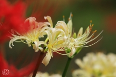 秋華　３