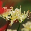 秋華　３