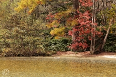 水辺の秋色