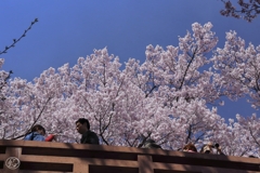 高遠の桜　５