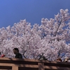 高遠の桜　５