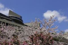 蒼天白雲、薄紅の花