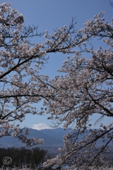 富士に桜