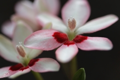 道端の花　５