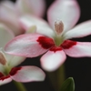 道端の花　５