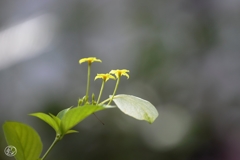 仙界の花