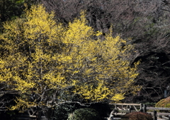 溌剌