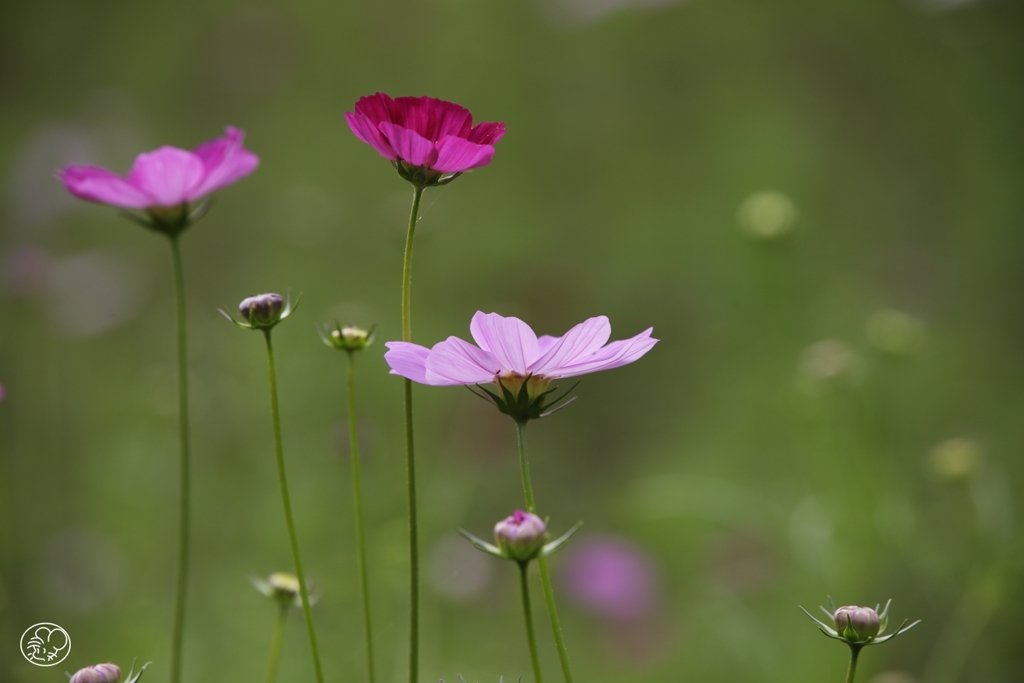 秋桜