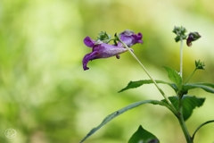 秋華　１３