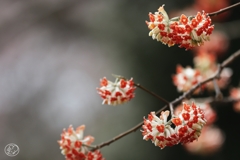 咲く花、待つ人、来る季節　４