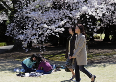 今日はお花見