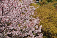 桜さまざま