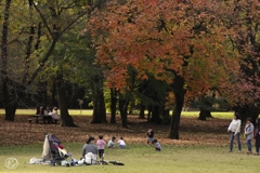 晩秋公園　１