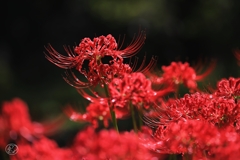 曼殊沙華