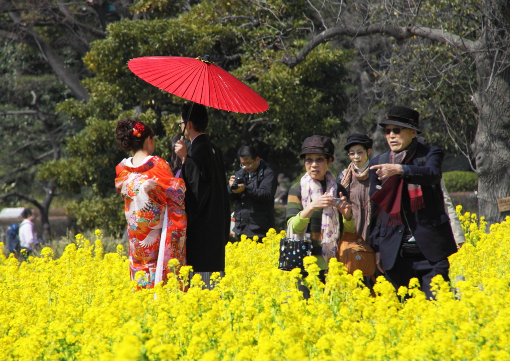 菜の花日和