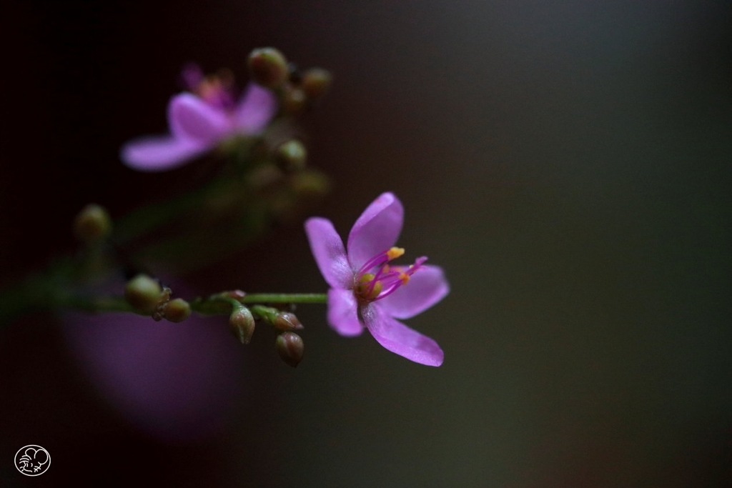 線香花火のように