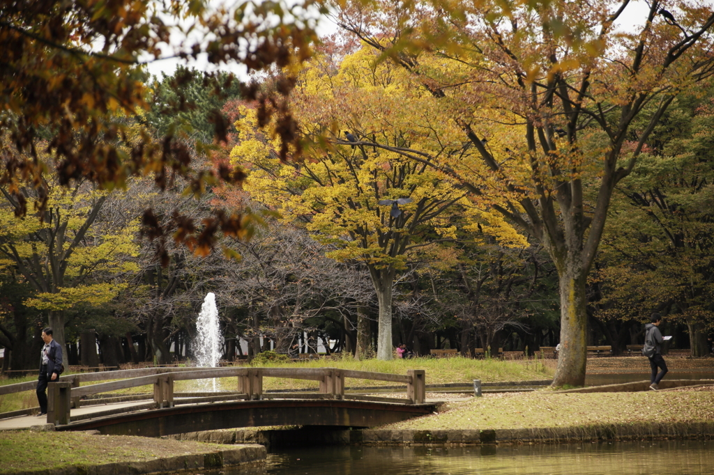 公園も色づく