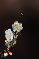 白く