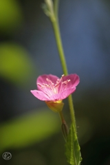 足元の花　５