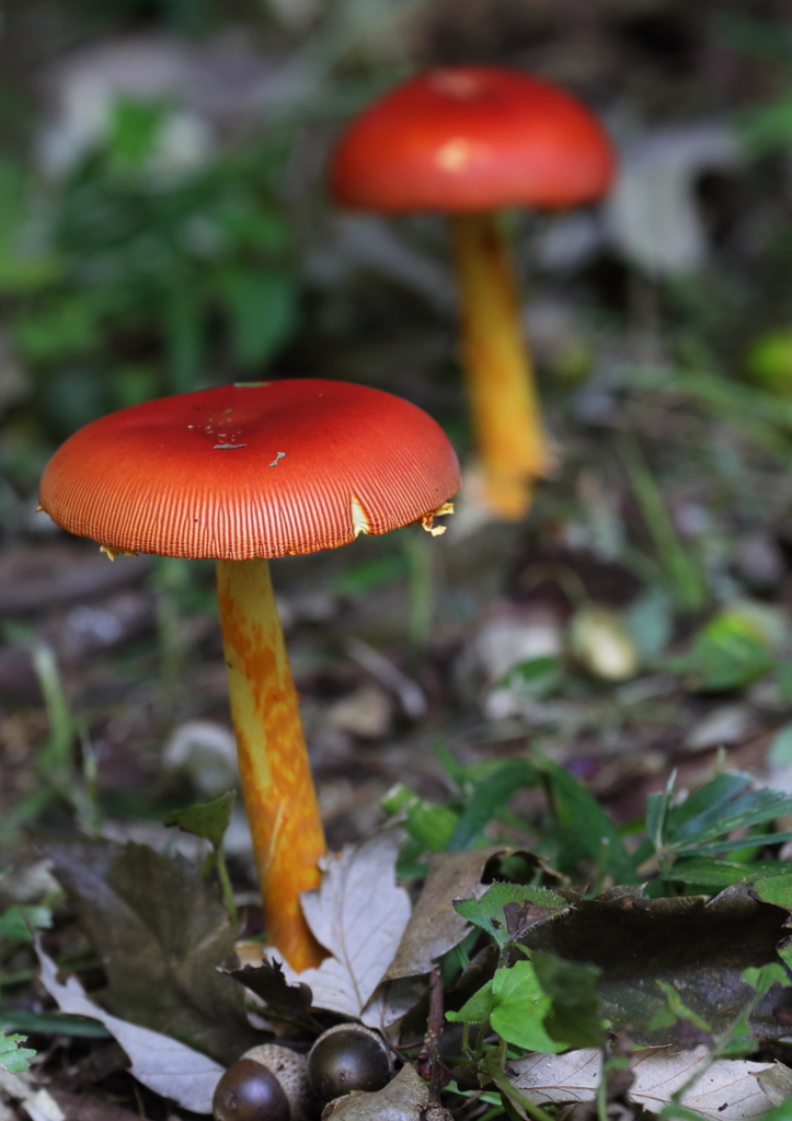 食欲