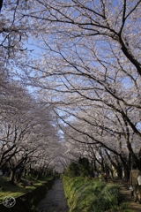 引地川千本桜　３