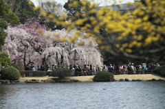 枝垂れ桜に誘われて