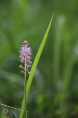 秋華　７