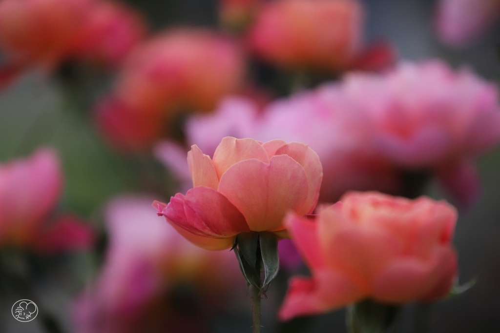 ファンファーレ