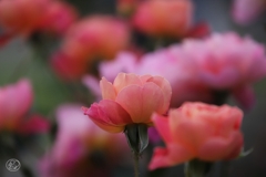 ファンファーレ