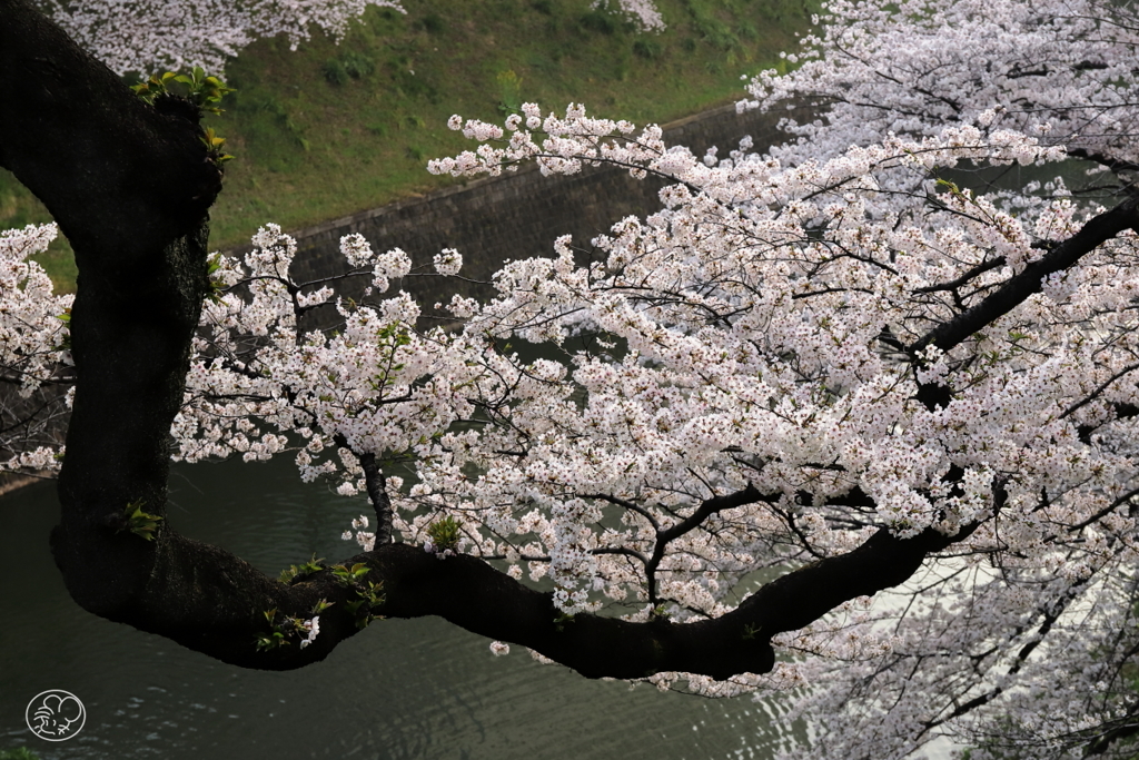 田安門下の桜