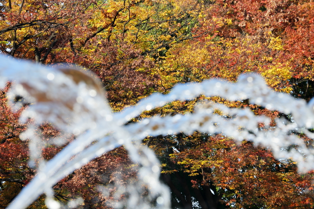 噴水公園の秋