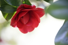 偽りの恥じらい