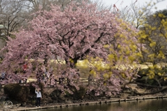 花に覆われ花を愛で