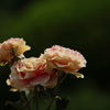 華やかさと落ち着き