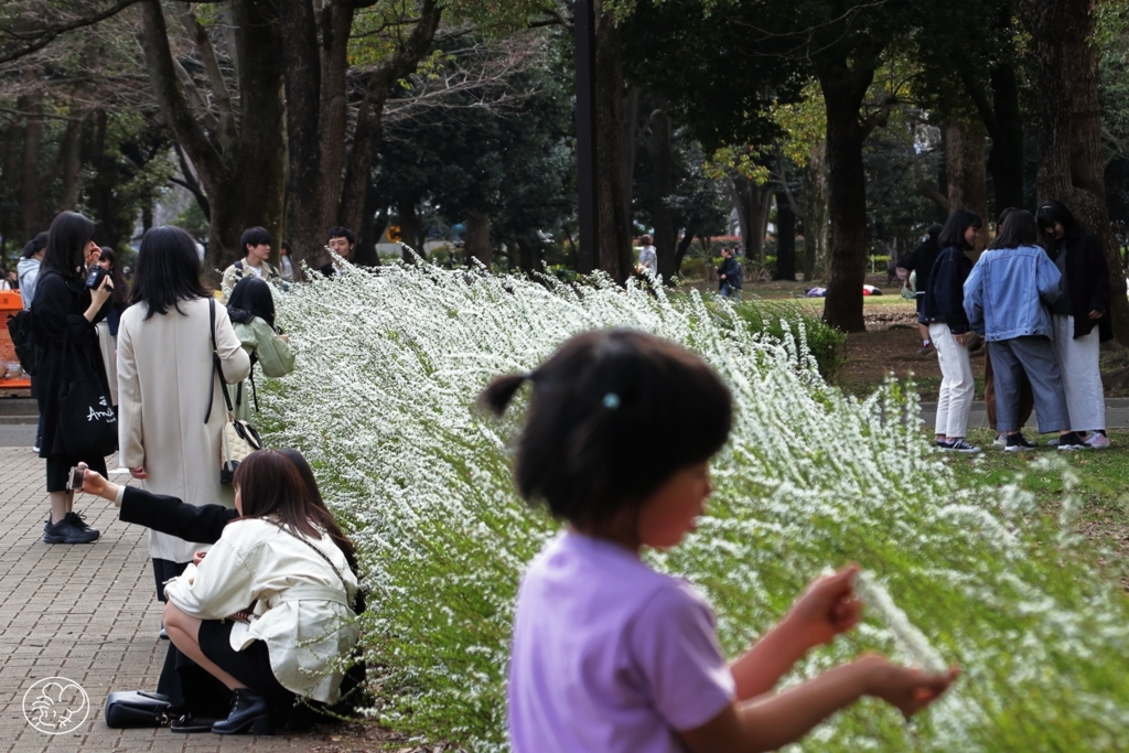 お花きれい