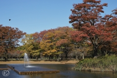 公園の秋　５