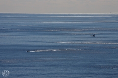 はるかなる光る海