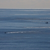 はるかなる光る海