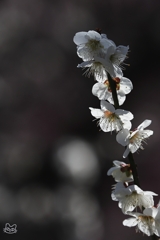 春を告げる花　１