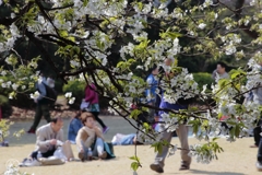 よき日、よき花、よき日ざし