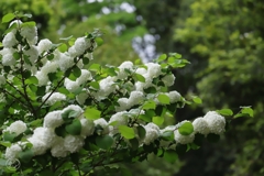 昭和記念公園　２