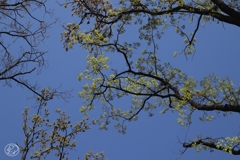 春空