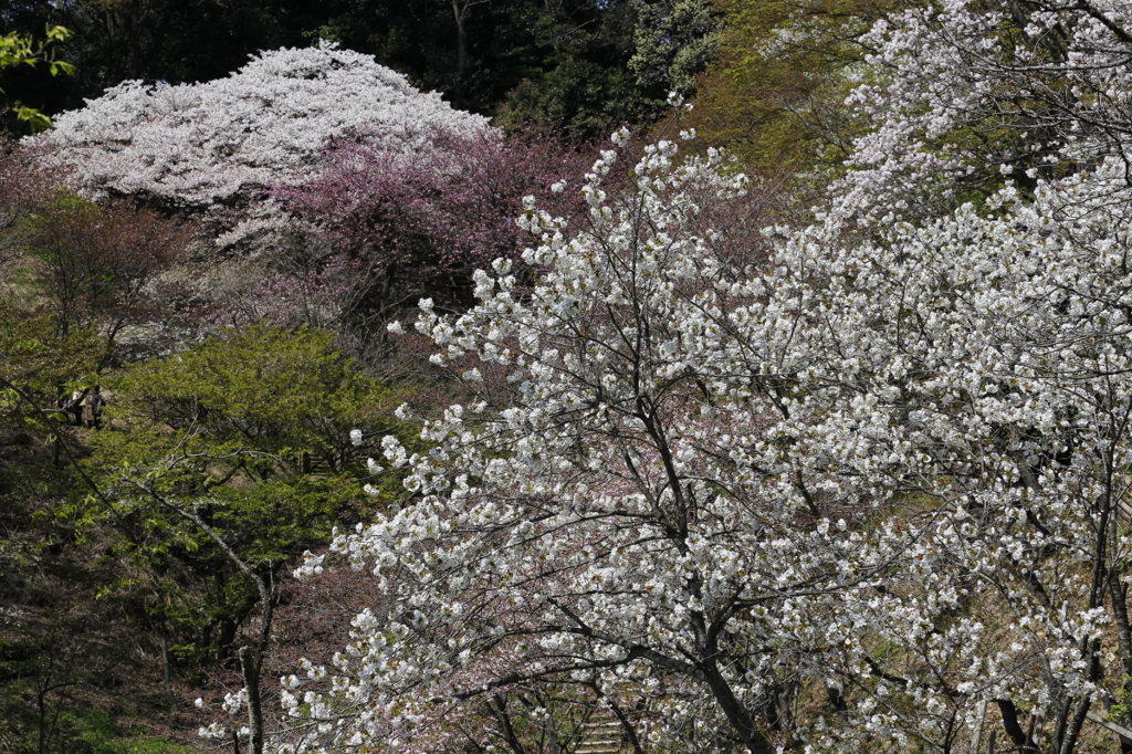 今花盛り