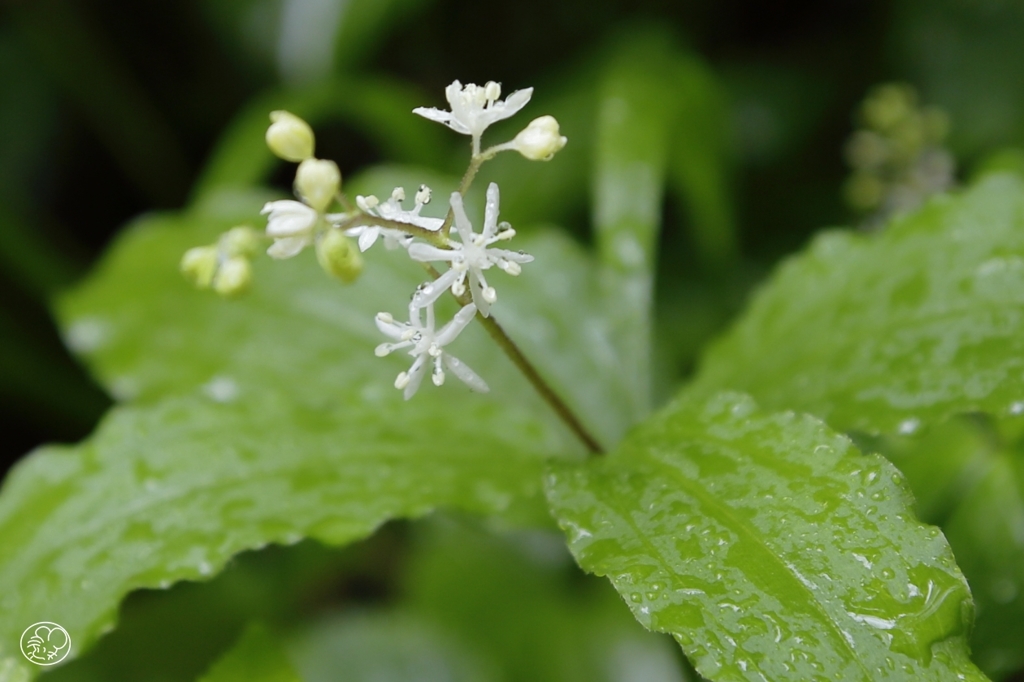雨に咲く花