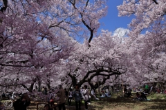 高遠の桜　２