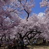 高遠の桜　２