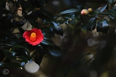 椿