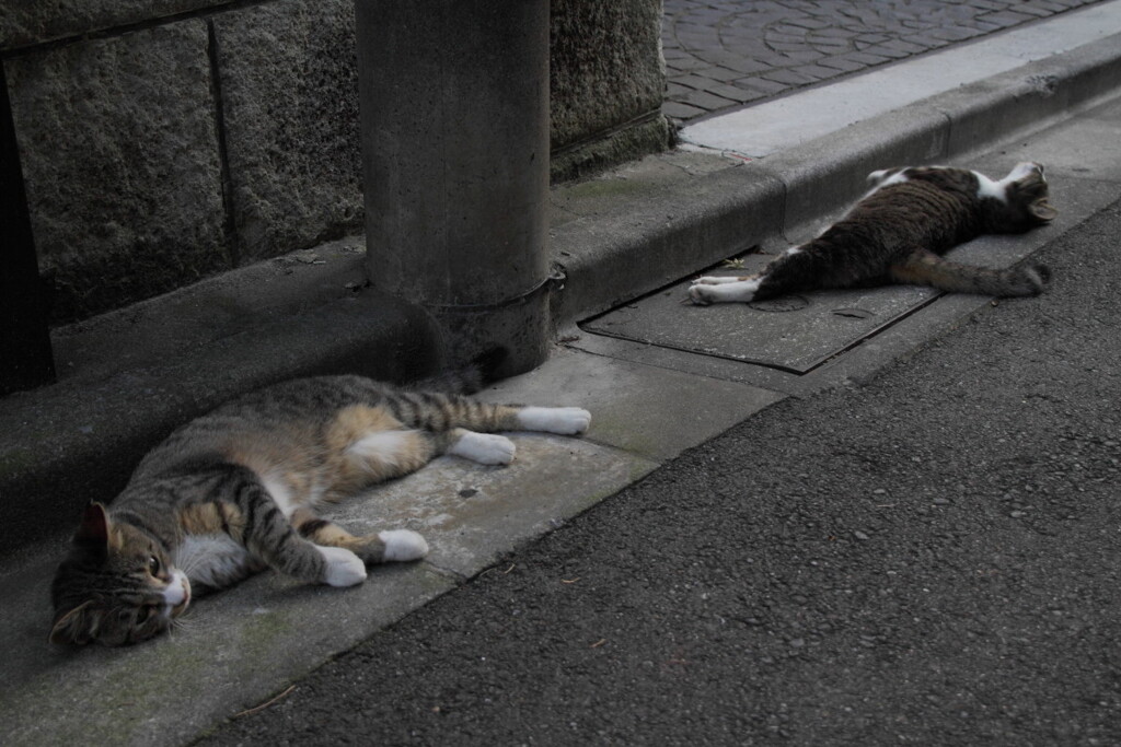 暑い