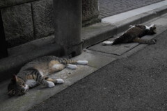 暑い