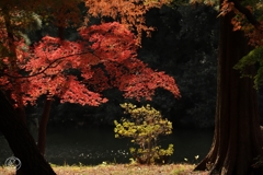 池のほとり